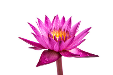 Water lily isolated on white background.