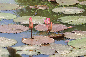 a Pond with the blossoming pink lilie © Seaonweb