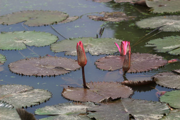 a Pond with the blossoming pink lilie © Seaonweb