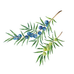 sprigs of juniper
