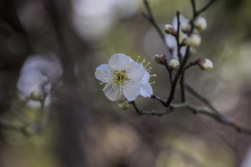 Flowers of the Plum