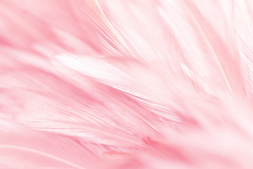 Pink bird feathers in soft and blur style, Fluffy pink feather background
