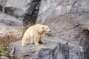 Orso Polare