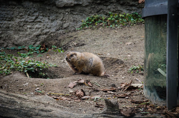 Marmotta