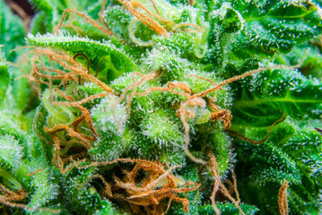 Macro Detail Photography of Medical MJ Female Plant Trichomes