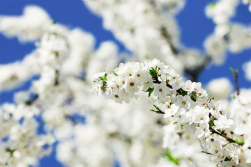 Branch of blossoming apple tree