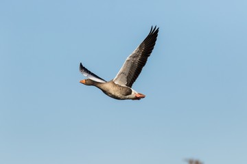 Graugans (Anser anser) im Naturschutzgebiet Karower Teiche in Berlin 