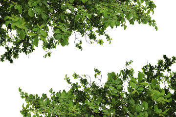 Fototapeta na wymiar green branch of a tree