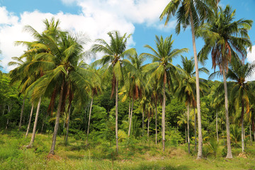 Coconut palms on Koh Chang island in Thailand
