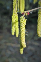 Naklejka premium Allergieauslöser: Männliche Blütenkätzchen und weibliche (klein, rot) Blüten der Haselnuss (Corylus avellana) im Februar