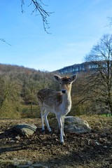 Junge Damhirschkuh im Bergischen Land bei Wülfrath - Februar 2019