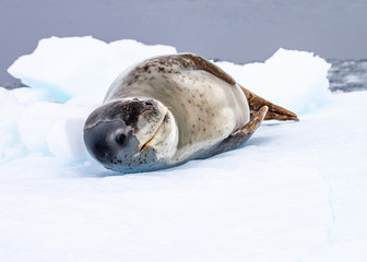 Leopard Seal