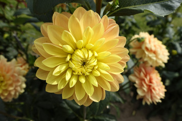 Dahlia yellow  flowers in garden.