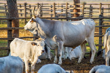 Alberese (Gr), Italy, cows in the Maremma country, Tuscany