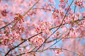 Wild Himalayan Cherry Blossoms in spring season (Prunus cerasoides), Sakura in Thailand, selective focus