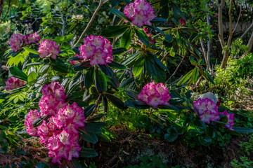 Bush with beautiful pink rhododendron flowers in full bloom