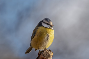 Close up portrait of a beautiful Blue tit, in sunlight and soft blue background