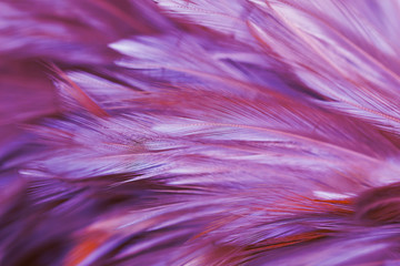 Purple chicken feathers in soft and blur style for background