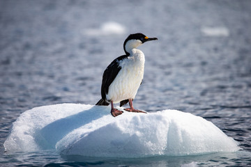 Cormorant on Iceberg
