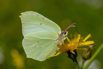 Detailed close up of a Brimstone butterfly