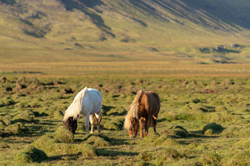 Icelandic horses grazing in sunlight in a rocky green field in Iceland