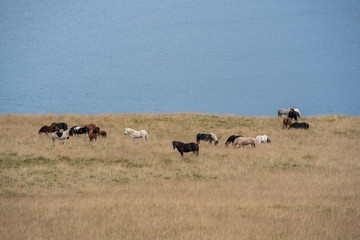 Herd of Icelandic horses in a field by the ocean