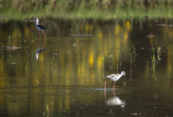 Black winged Stilt 