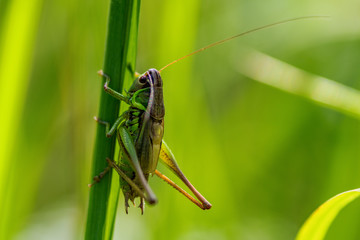 Large green grasshopper in sunlight, holding on to a straw