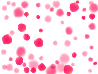 Pink rose petals falling vector valentine background.