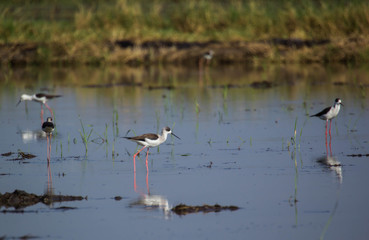 Black winged Stilt 