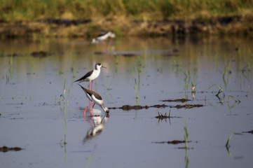 Black winged Stilt 