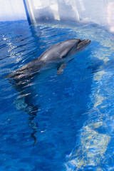 Obraz premium イルカ