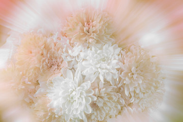Vintage romantic chrysanthemums bouquet with soft selective focus on blurred background