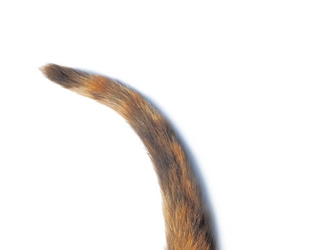 Cat Tail Multicolored Isolated On White Background.