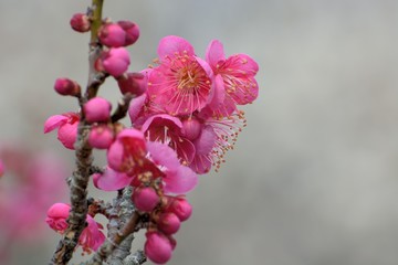 早春の梅の花が香り豊かに咲く