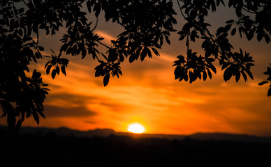 Framed sunset through the trees