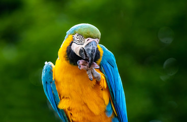 blue-yellow parrot portrait eating snack. bokeh background with copyspace