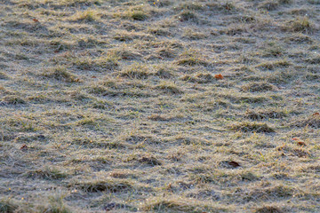sparkling ice crystals on a frosty meadow sparkle in the sun