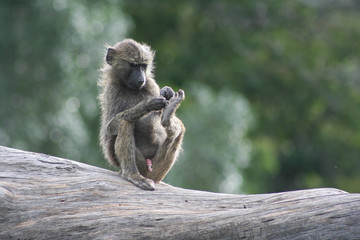 Baboon on tree