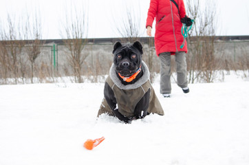Cane Corso. Young dog plays with its owner. Dog executes commands. Walking outdoors in the winter. ...