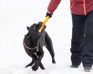 Cane Corso. Young dog plays with its owner. Dog executes commands. Walking outdoors in the winter. ...