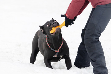 Cane Corso. Young dog plays with its owner. Dog executes commands. Walking outdoors in the winter. ...
