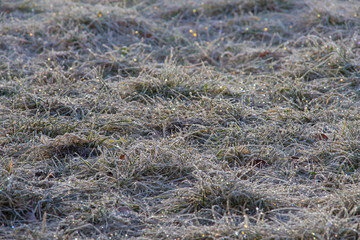 sparkling ice crystals on a frosty meadow sparkle in the sun