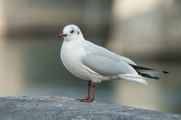 Fototapeta premium portrait of seagull standing on stone wall in border rhine in Basel Switzerland