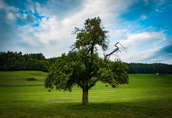 Fototapeta na wymiar single tree 
