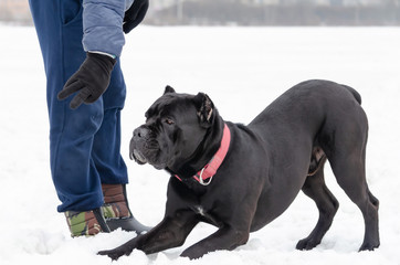 Cane Corso. Young dog plays with its owner. Dog executes commands. Walking outdoors in the winter. ...