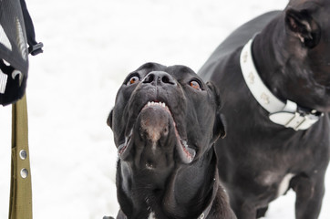 Cane Corso. Young dog plays with its owner. Dog executes commands. Walking outdoors in the winter.  How to protect your pet from hypothermia.