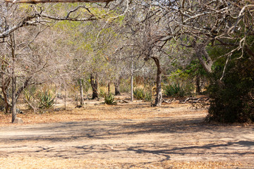 Fototapeta premium orpen camp