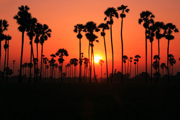 Palm trees and sunrise.