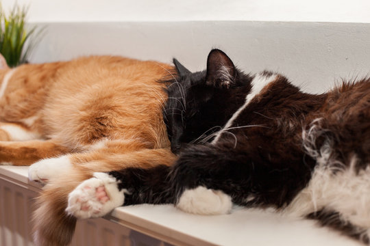 Closw Closw=-Bilder: Stock-Fotos & -Videos. | Adobe Stock